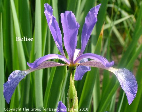Belise (1)